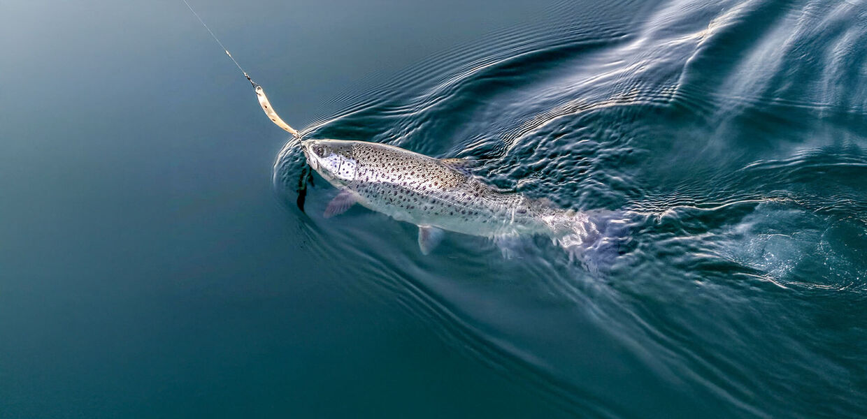 Seeforelle: Spange oder Tropfen?