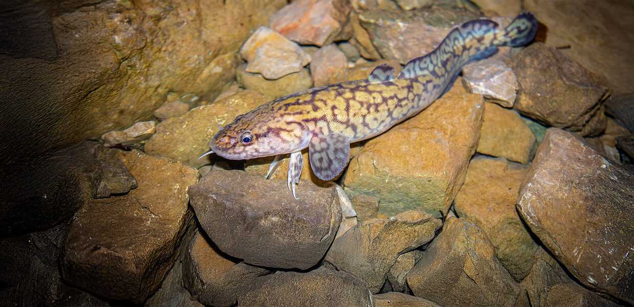 [Neue Ideen für Trüschen:] Fallen stellen mit Finesse