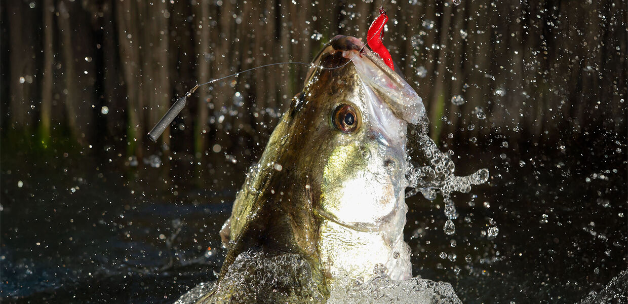 [Zander:] Wie wir Fischer ihren Charakter ändern