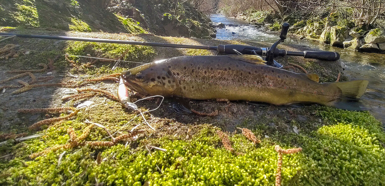 Träge Frühlingsforellen [– Im Schwebezustand zum Erfolg]