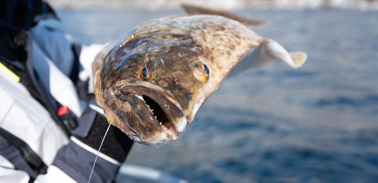 [Norwegen:] Spinnfischen  auf Heilbutt