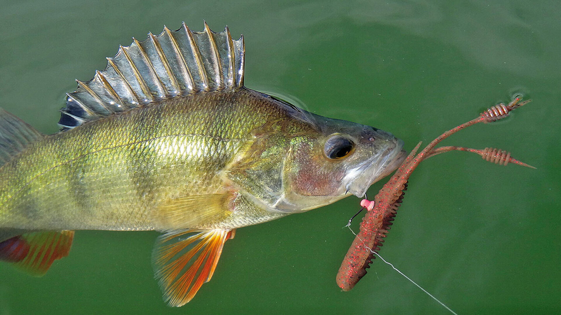 Verschraubte Gummis