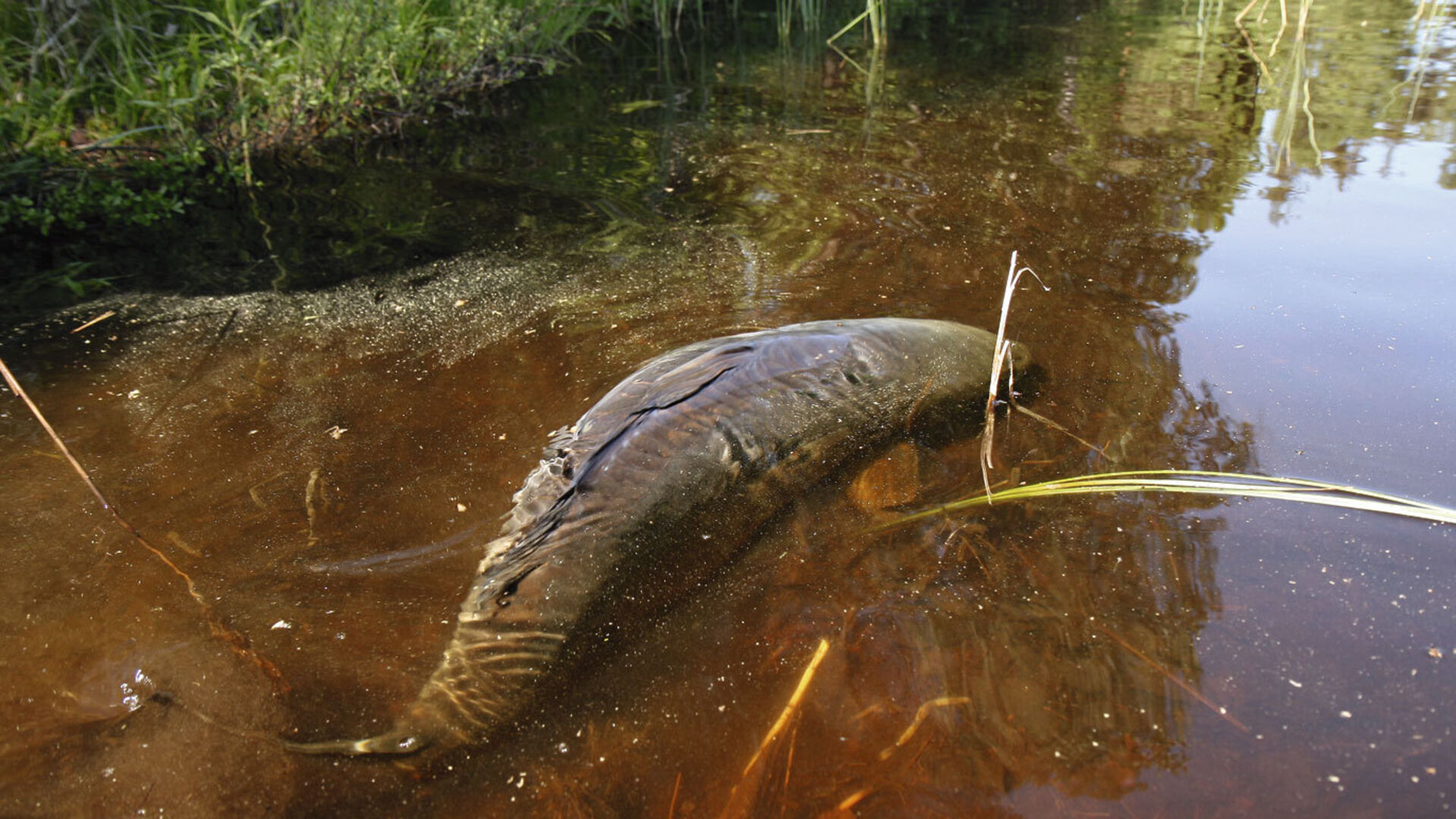 Karpfenfang im Flachen