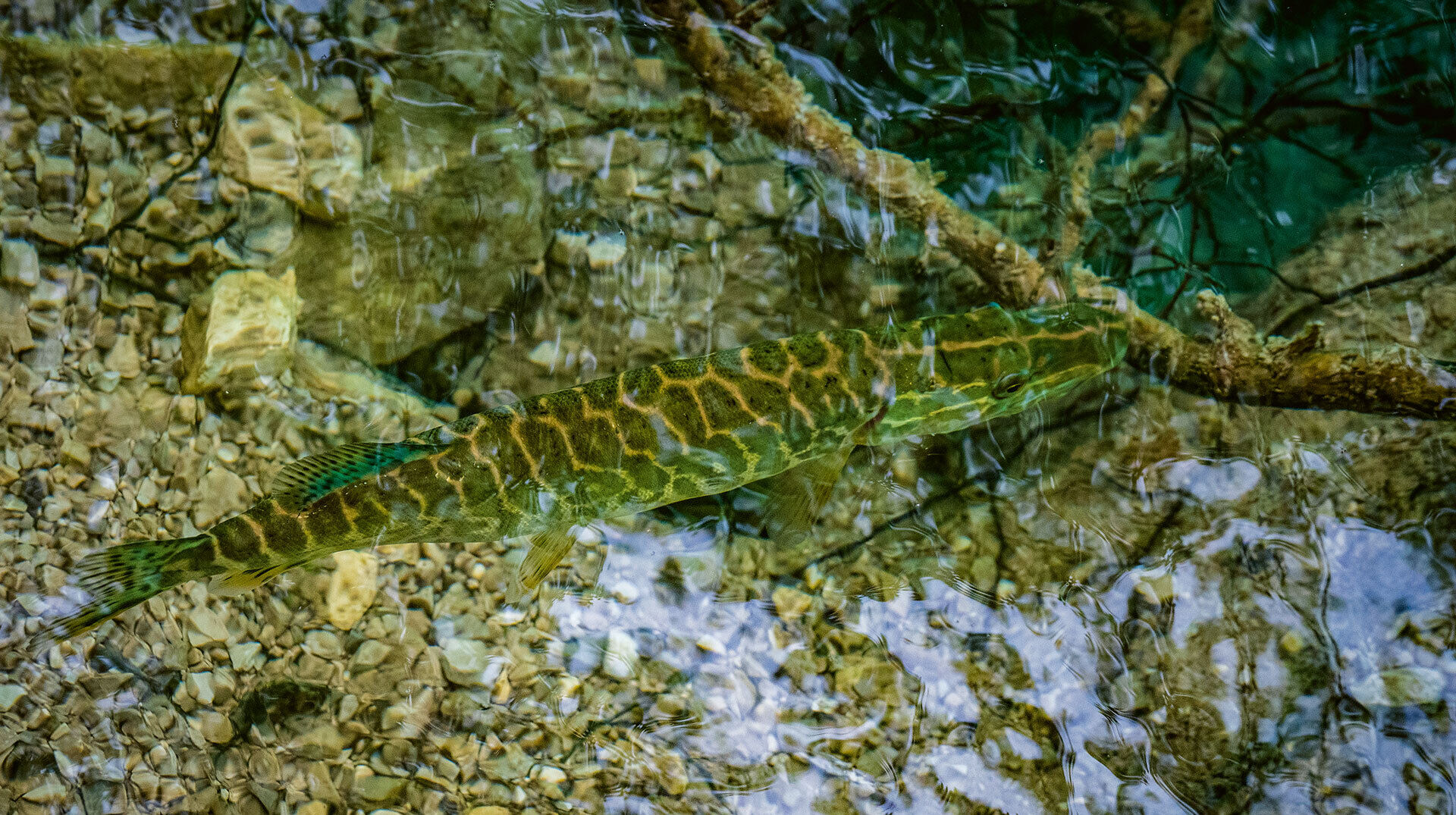 [Dem «]Esox cisalpinus[» auf der Spur]