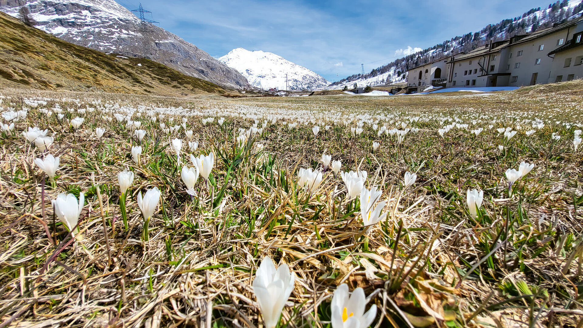 Frühlings Erwachen im Bündnerland