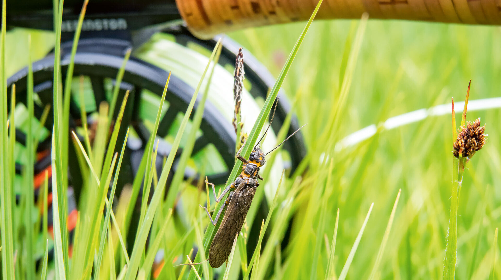 [Makrozoobenthos:]<br/>Alles, was kreucht und fleucht 