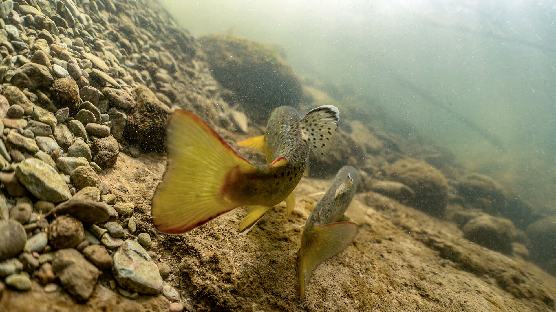 Sterblichkeit beim Fischen reduzieren