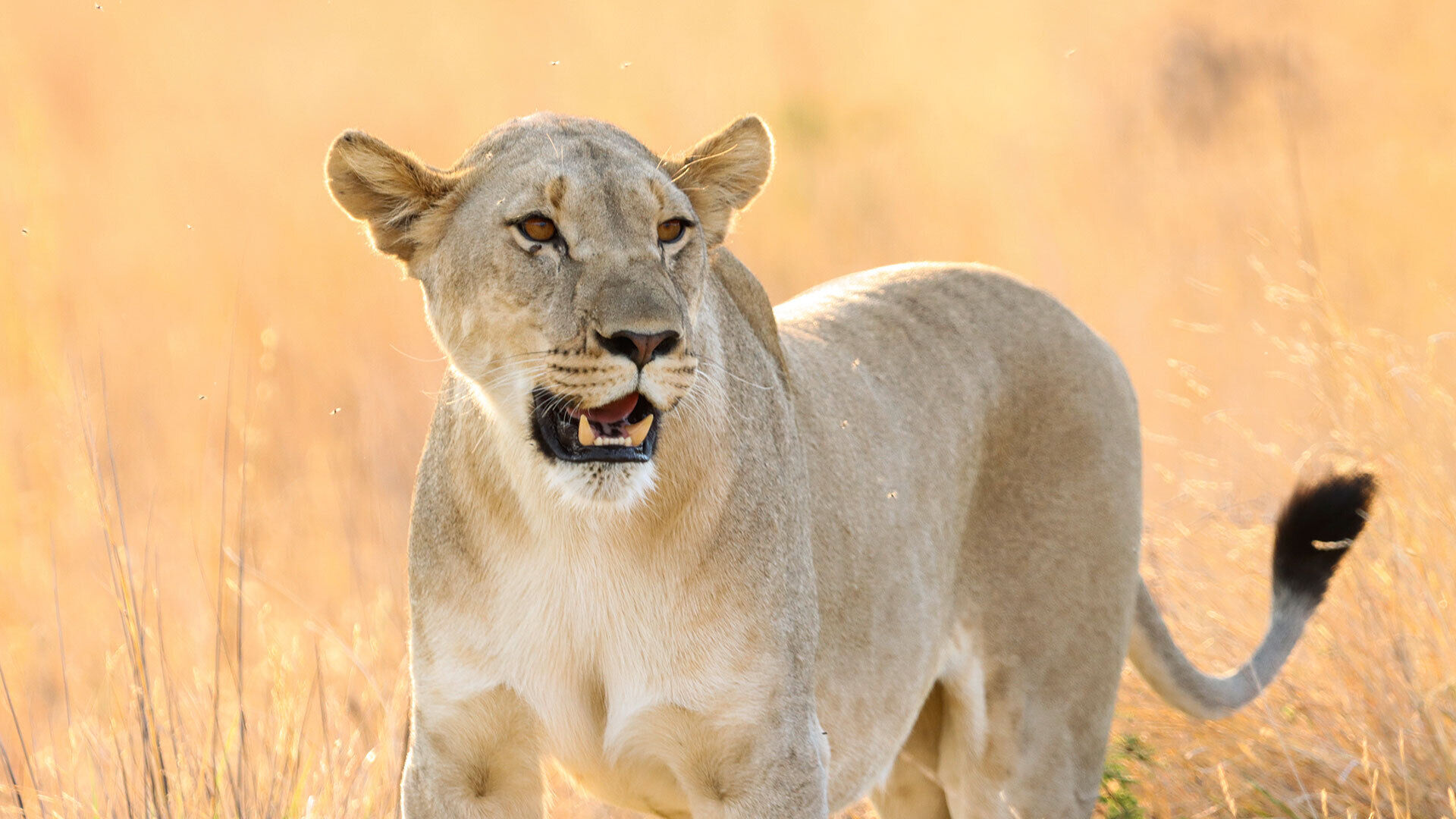 [Hardekole – Südafrika]</br>Fischen – dazu Wildtiersafari und gutes Essen