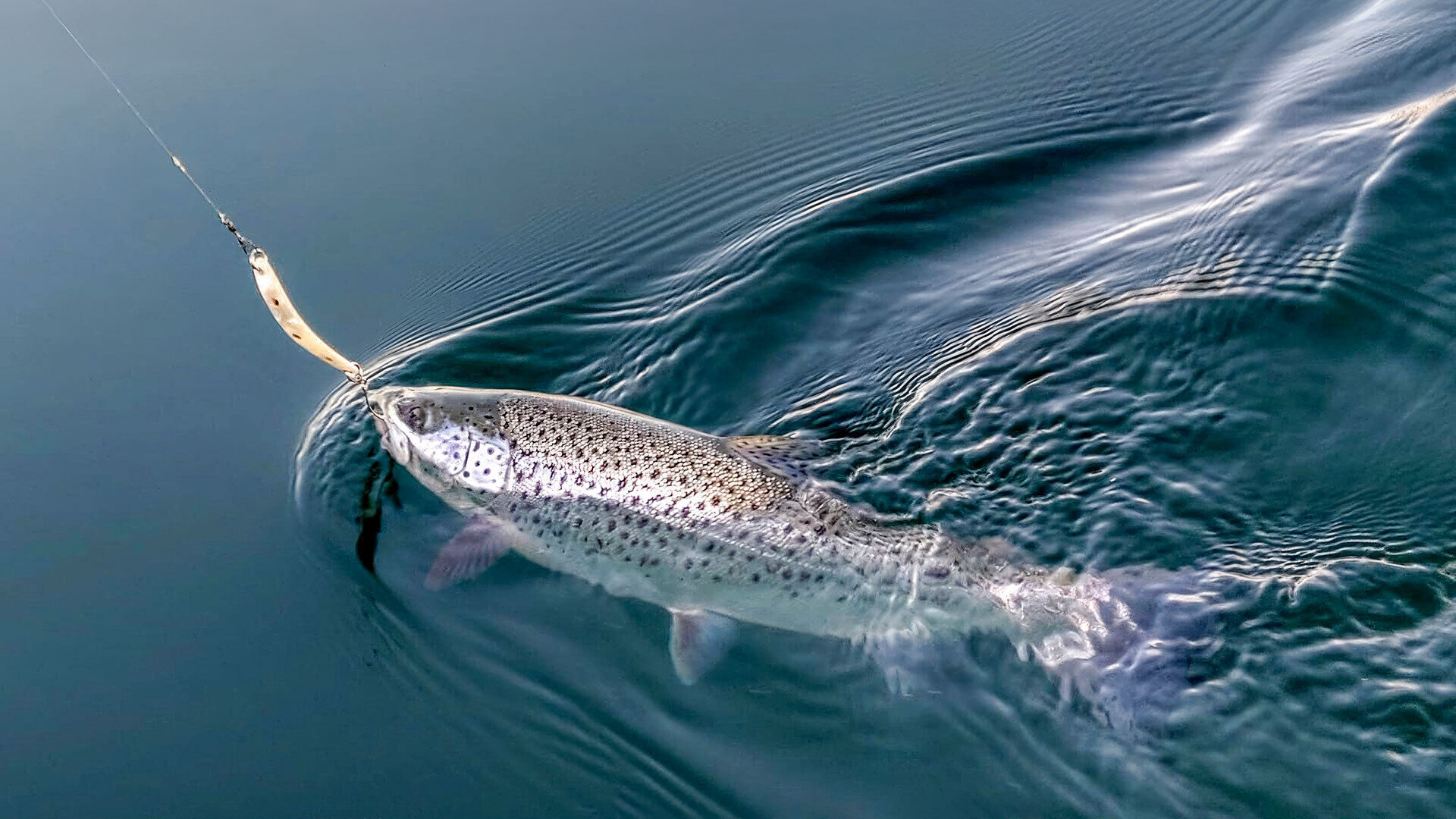 Seeforelle: Spange oder Tropfen?