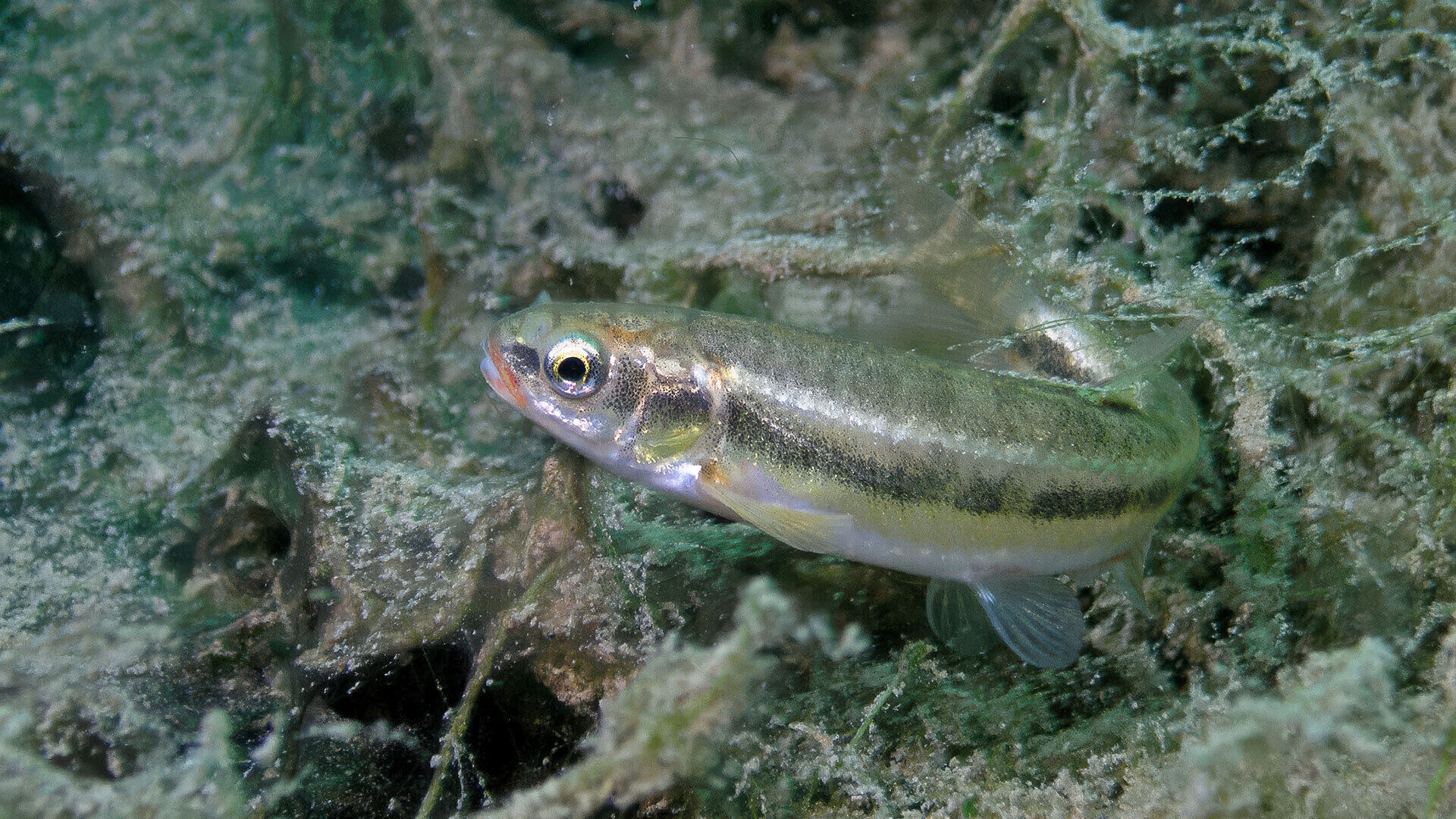 [Elritze – Fisch des Jahres 2026]</br>Klein aber oho!