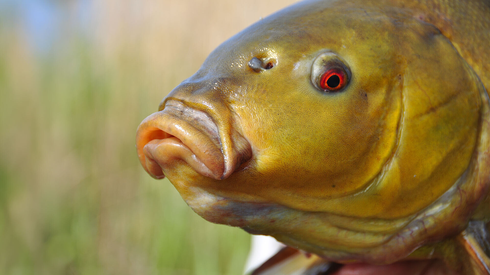 [Schleie:] Ein perfekter Aprilfisch!