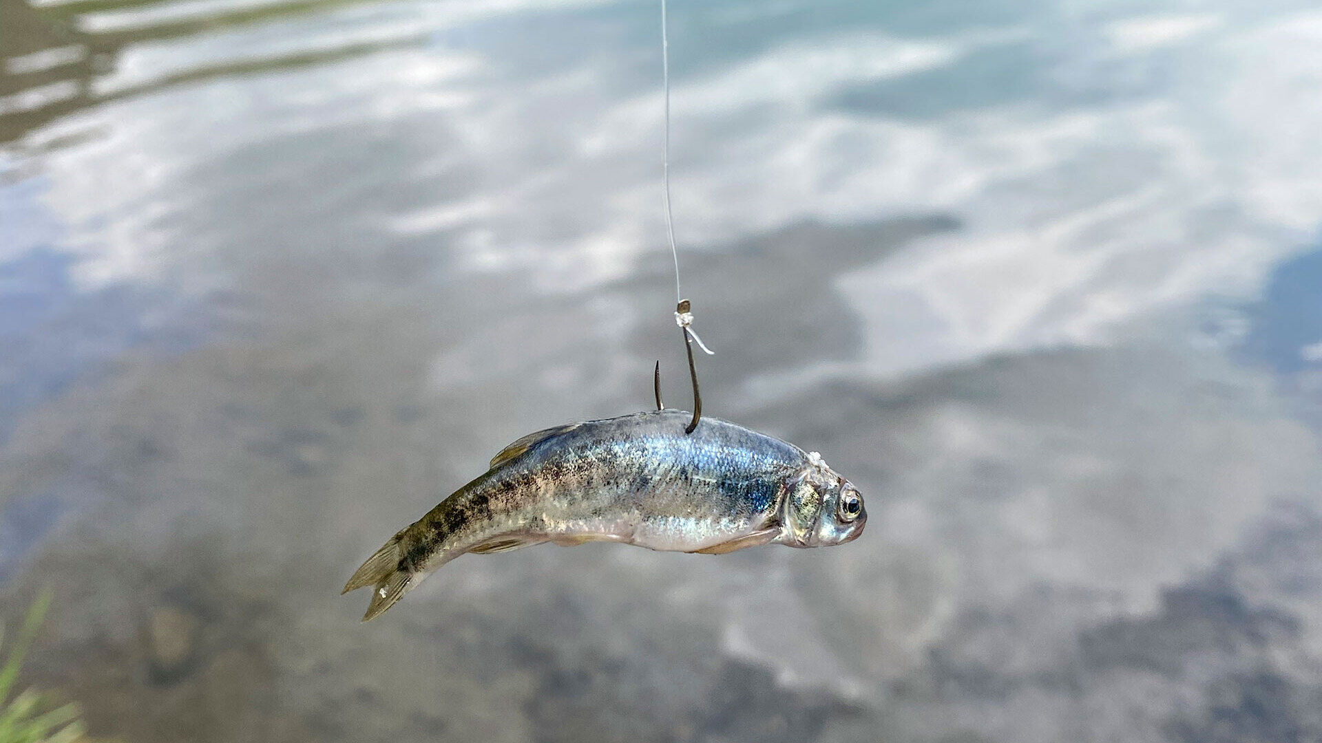 [Am Bergsee:] Köderfisch des Jahres