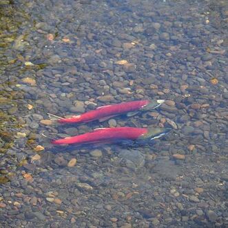 Massenhaft Sockeye am Skeena River