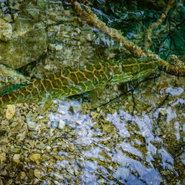 [Dem «]Esox cisalpinus[» auf der Spur]