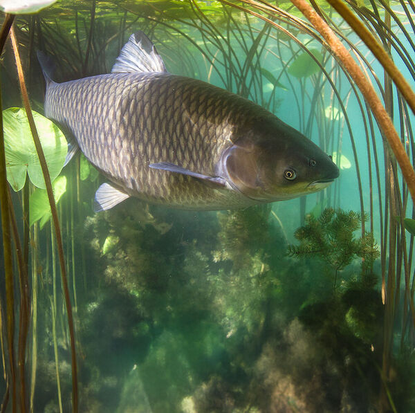 Amurfisch [– geheimnisvolle Asiaten]