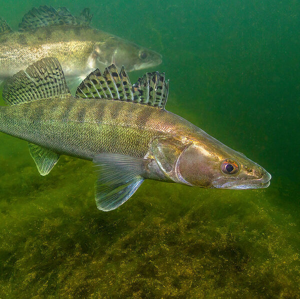 [Fisch des Jahres 2025:]</br>Der Zander