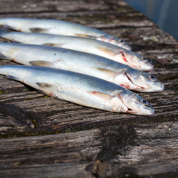 Vom Ufer aus auf Felchen
