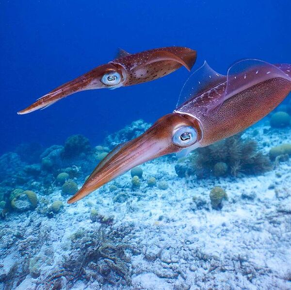 [Tintenfische am Haken:] <br/>Angeln auf Kalmar, Sepia und Oktopus