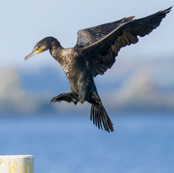 [Kormoran und Fischerei:] Ein ungelöstes Problem