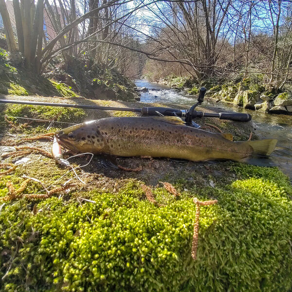 Träge Frühlingsforellen [– Im Schwebezustand zum Erfolg]