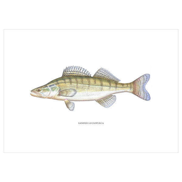 [Fine Art Print] Zander