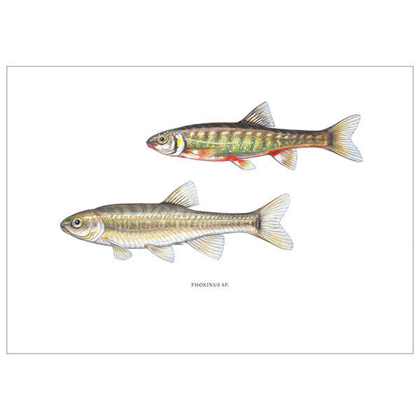 [Fine Art Print] Sanguinerola