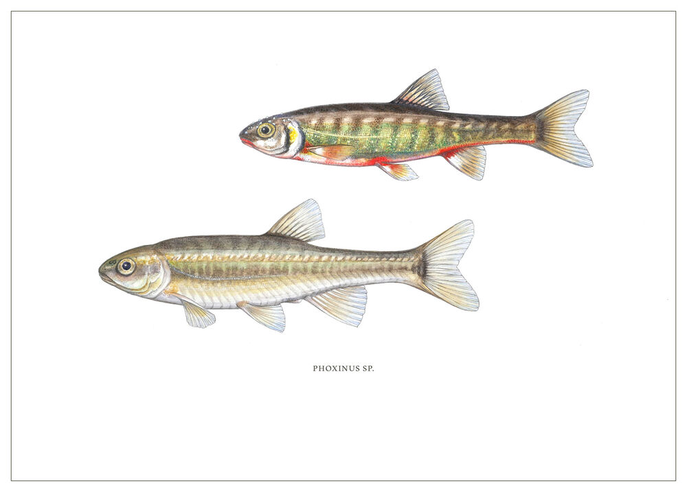 [Fine Art Print] Sanguinerola